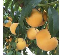 PIANTA DA FRUTTO PERCOCO ROMEA in vaso 20 età 2/3 anni (foto reali)