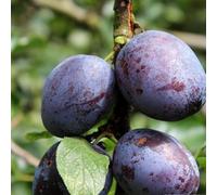 PIANTA DA FRUTTO SUSINO REGINA CLAUDIA VIOLETTA in vaso 20 età 2/3 anni