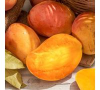 PIANTA DA FRUTTO TROPICALE Compatible with MANGO Compatible with KENSINGTON in vaso 20 età 2 anni (foto reali)