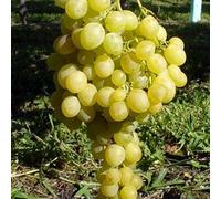 PIANTA DA FRUTTO UVA MATILDE BIANCA in vaso età 2/3 anni (foto reali)