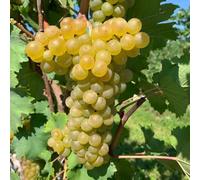 PIANTA DA FRUTTO UVA TOCAI BIANCA in vaso età 2/3 anni (foto reali)