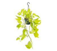 Pianta da interni da appendere, edera luminosa Scindapsus, vaso sospeso da 14 cm