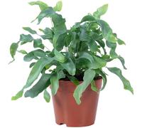 Pianta da interno di facile manutenzione, Phlebodium aureum "Blue Star", altezza circa 40 cm, diametro del vaso di 14 cm
