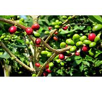 PIANTA DEL CAFFE' NR.7 SEMI