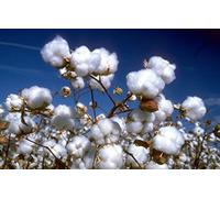 PIANTA DEL COTONE NR.3 SEMI