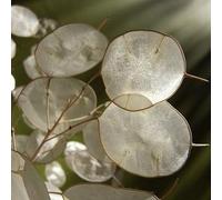 Pianta del dollaro d'argento, pianta dei soldi - Lunaria annua - semi