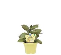 "Pianta del formaggio" Paederia Lanuginosa BIO su vaso cm 12 in confezione da due piante