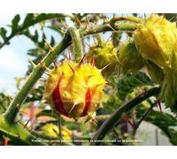 PIANTA DEL FUOCO (TOMATILLO) NR.50 SEMI