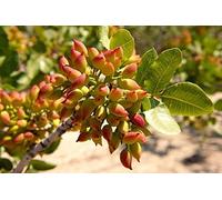 PIANTA DEL PISTACCHIO NR.3 SEMI