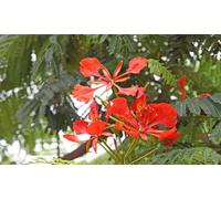 Pianta Delonix regia, albero del fuoco, foto reali
