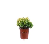 Pianta di Abelia Grandiflora Kaleidoscope pianta da esterno pianta da giardino pianta a foglia variegata pianta ornamentale di Abelia Variegata pianta venduta da eGarden.store