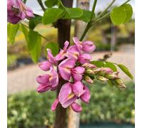 Pianta di acacia Robinia fiore rosso Georgia da Torino in vaso 24 cm AMDGarden