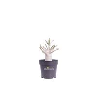 Pianta di Adenium Baobab Pianta di Falso Baobab Pianta di Rosa del Deserto pianta da interno pianta da eserno pianta oramentale da arredo pianta vera venduta da eGarden.store