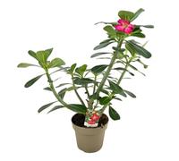 Pianta di ADENIUM OBESUM ANOUK ROSSO Rosa del Deserto H40CM vaso14 FOTO REALE AMDGarden