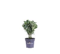 Pianta di Adenium Obesum Oleandro del Madagascar Rosa del Deserto pianta da interno fiore rosa pianta ornamentale pianta vera venduta da eGarden.store