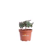 Pianta di Aeonium Decorum Tricolor vera succulenta colorata da esterno o interno