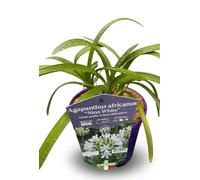 Pianta di Agapanthus Bianco "Nina White" su vaso cm 18, 1 pianta MODIPITRE