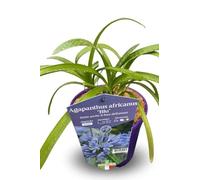 Pianta di Agaphantus Africanus "Blu" su vaso cm 18, 1 pianta MODIPITRE