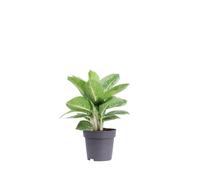 Pianta di Aglaonema diverse varietà pianta ornamentale da interno pianta vera da arredo appartamente ufficio venduta da eGarden.store (Lemon Mint)