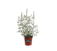 Pianta di Agnocasto Pianta di Vitex Agnus Castus Alba pianta da esterno pianta da giardino pianta ornamentale pianta di Agnocasto fiore bianco pianta vera di venduta da eGarden.store