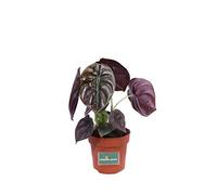 Pianta di Alocasia Cuprea Red Secret pianta da interno pianta da appartamento pianta ornamentale di Alocasia Cuprea pianta vera di Alocasia venduta da eGarden.store