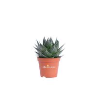 Pianta di Aloe Aristata Cosmo vera grassa succulenta ornamentale da interno