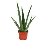 Pianta di aloe veradi circa 3 anni in vaso da 12 cm