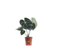 Pianta di Anthurium Clarinervium pianta vera tropicale ornamentale da interno