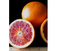 Pianta di Arancio Tarocco in fitocella Altezza pianta REALE 140 cm Albero vero