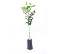 PIANTA DI ARANCIO TAROCCO SANGUINELLO ARANCIA ROSSA IN VASO 18CM agrumi di sicilia h 130cm AMDGarden