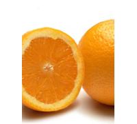 pianta di Arancio Valencia in Fitocella Altezza REALE 140cm pianta di agrumi