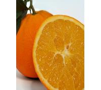 pianta di Arancio Washington in Fitocella 2 anni di età Altezza REALE 140 cm