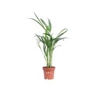 Pianta di Areca Dypsis Lutescens pianta ornamentale da interno pianta vera da arredo venduta da eGarden.store (Vaso 9cm)