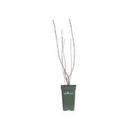 Pianta di Aronia X Prunifolia Rubina Melanocarpa vera frutti di bosco da esterno