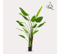 Pianta di Arte Strelitzia Nicolai 190 CM - Fiore Uccello Del Paradiso Con