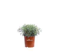 pianta di Artemisia Camphorata pianta da esterno pianta da giardino pianta ornamentale di Artemisia Camphorata pianta profumata pianta vera venduta da eGarden.store
