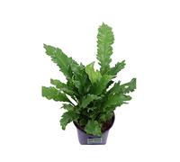 Pianta di Asplenium Nidus Campio Pianta di Felce Nido d'Uccello pianta da interno pianta tropicale pianta ornamentale di Asplenium pianta vera pianta da appartamento venduta da eGarden.store