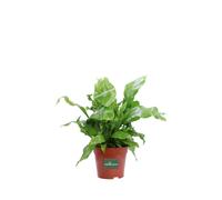 Pianta di Asplenium Nidus Pianta di Felce vera tropicale ornamentale da interno