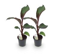 Pianta di banana Ensete ventricosum Maurelli - 2 piante - Resistente - Pianta da frutta - Vaso Ø 17 cm, altezza ca. 40 cm - Accattivante esotico per giardino, balcone e terrazza