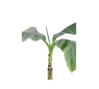 Pianta di Banano Giapponese Musa Basjoo vera tropicale da esterno o interno