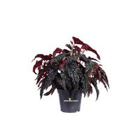 Pianta di Begonia Maculata vera ornamentale foglie variegate da arredo interno