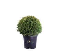 Pianta di Bosso Buxus Microphylla Faulkner Sfera vera ornamentale da esterno