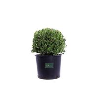 Pianta di Bosso Buxus Microphylla Faulkner Sfera vera ornamentale da esterno