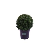 Pianta di Bosso Buxus Sempervirens Sfera vera ornamentale topiaria da esterno