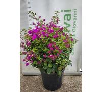 PIANTA DI BOUGANVILLEA SANDERIANA V. 30 - FOTO REALI