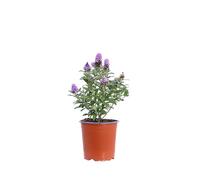 Pianta di Buddleja Davidii Albero delle Farfalle pianta ornamentale da esterno pianta vera da fiore vari colori venduta da eGarden.store (Buddleja Davidii Butterfly Candy Lilla)