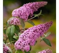 PIANTA DI BUDDLEJA IN VASO 18 CM ALBERO DELLA FARFALLA (foto reale) colori mix (MPN:PINK DELIGHT;)