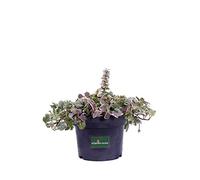 Pianta di Bugola Pianta di Ajuga Reptans Pianta di Erba di San Lorenzo pianta da esterno pianta tappezzante pianta ornamentale pianta vera venduta da eGarden.store (Ajuga Reptans Burgundy Glow)