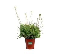 Pianta di Bulbinella Gialla Pianta di Bulbine Frutescens pianta da esterno pianta succulenta pianta a fiore giallo pianta ornamentale di Bulbine Frutescens pianta vera venduta da eGarden.store
