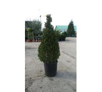PIANTA DI BUXUS BOSSO FAULKNER A PIRAMIDE vaso cm30 ALTEZZA 80/100 (foto reale)